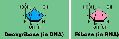 La DNA polimerasa III agrega nucleótidos en la bifurcación de replicación de la cadena Los nucleótidos