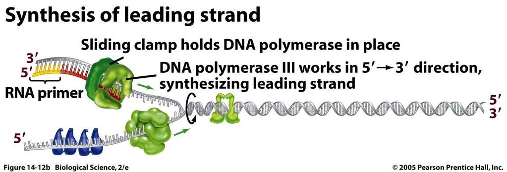 La estructura antiparalela de la doble helice afecta la replicación DNA polimerasa agrega