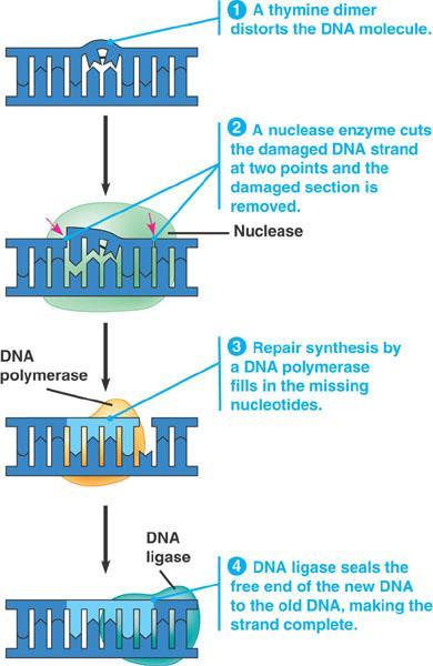Reparación del DNA: daño por agentes químicos y físicos: Rayos X, UV y ciertas moleculas (cigarrillos) Enzimas de