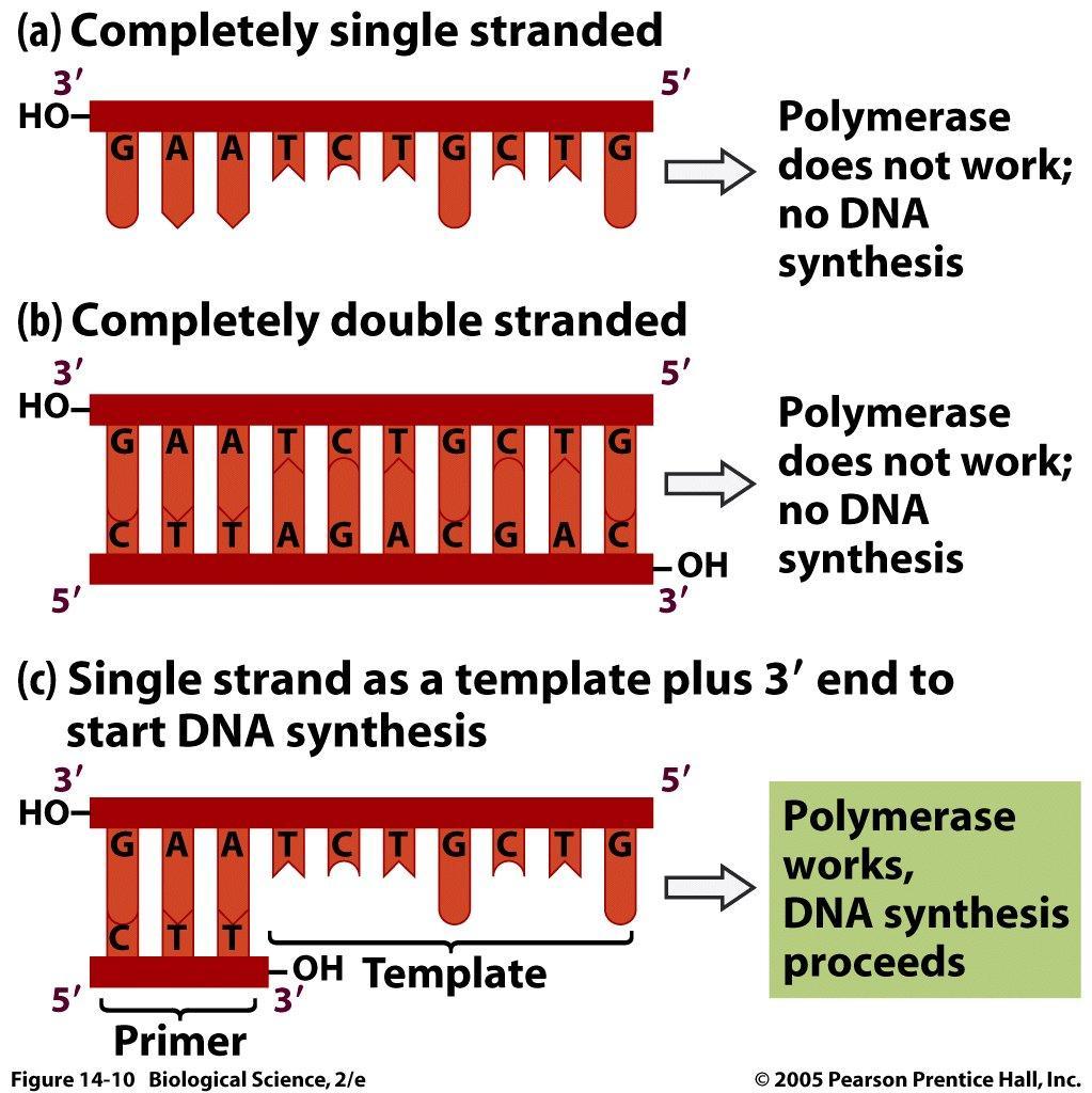 Polimerasas de DNA