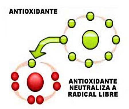 Características de los RL: Moléculas inestables Radicales Libres Altamente reactivas con uno ó más electrones no apareados.