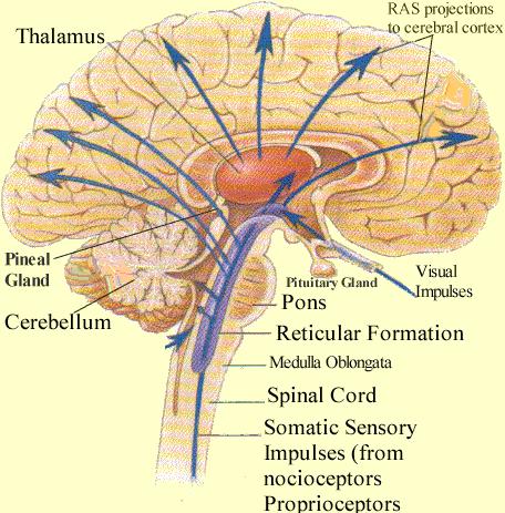 Formación reticular: La Formación Reticular es filogenéticamente muy antigua. Recorre todo el tronco encefálico extendiéndose hacia la médula espinal (fig. 19).