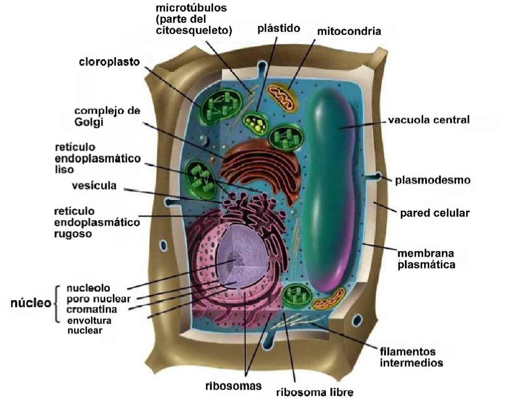 Célula Eucariótica