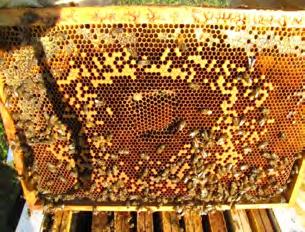 ApisPlus refuerza significativamente la higiene de las colonias de abejas en periodos de carencia de néctar.
