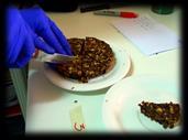Evaluación sensorial de tortas de higos (Black Mission) Evaluación sensorial de tortas de