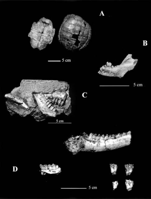 M. D. PESQUERO, B. SÁNCHEZ Y L. ALCALÁ Lámina 1. Restos fósiles de vertebrados recuperados en los yacimientos pliocenos de la Depresión de Sarrión. Fig. A: Caparazón de Testudo sp.