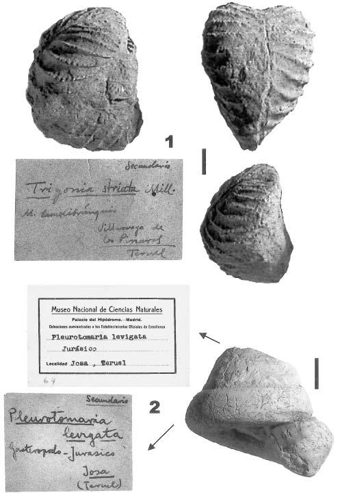 Gestión, inventario e informatización de los fósiles de Teruel en el Museo de Geología de