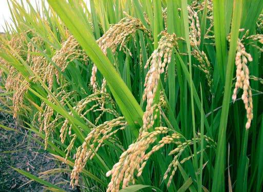 Acerca de Nosotros AGROPECUARIA TIERRA DE AGUA, C.A., se constituye en el año 2009 como una empresa dedicada al cultivo de arroz.
