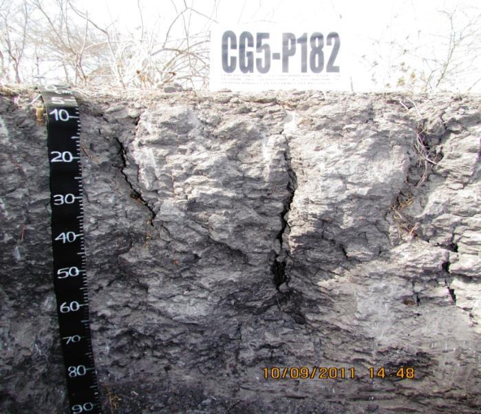 Vertisoles (1%, 304 466 ha) Suelos minerales poco desarrollados, de movimientos internos; dominancia de arcillas expansibles; alta