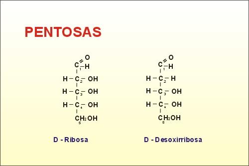 Los monosacáridos se nombran atendiendo al número de carbonos que presenta la molécula: Triosas: tres