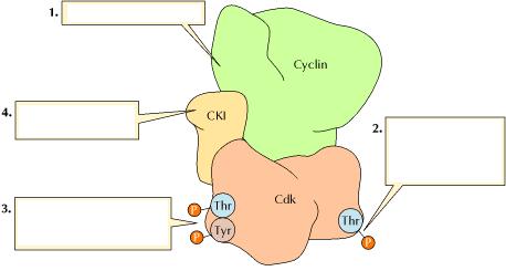 Mecanismos de regulación de Cdk Asociación con ciclinas Ciclina Asociación con Cdk Inhibidores
