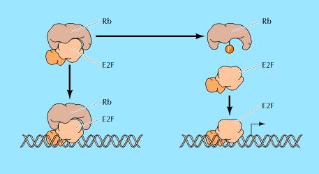 Regulación del ciclo celular de Rb y E2F Cdk4, 6/ ciclina D