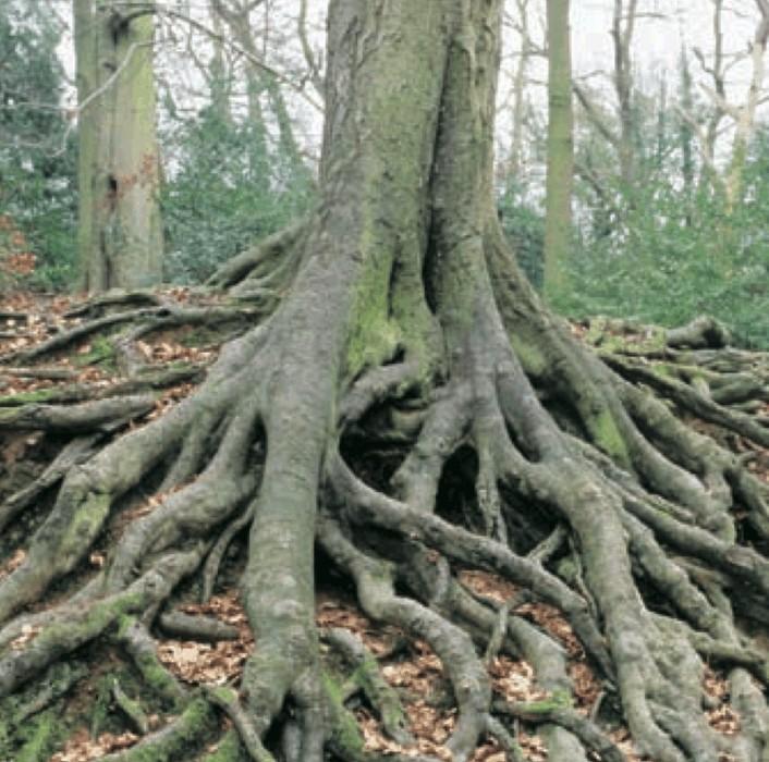 erosión, por otra, las raíces de las plantas y árboles pueden partir rocas o evitar desprendimientos en las laderas de las montañas. El ser humano.