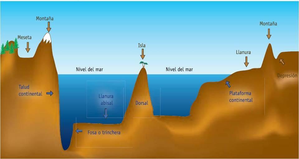 Fosa oceánica zonas hundidas, estrechas y alargadas, que alcanzan una profundidad de unos 11.