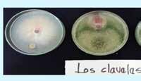 6 de 7 3 Curso en capacitación Control del Fusarium del Clavel mediante el hongo Trichoderma