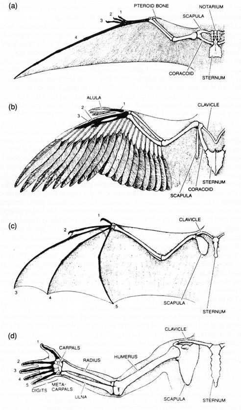 Archaeopteryx del