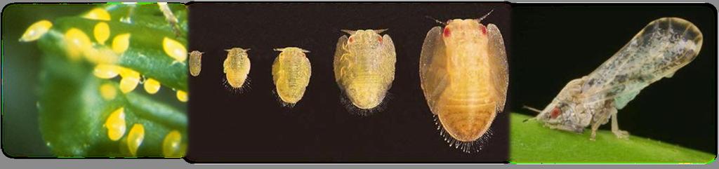 Descripción de la Diaphorina citri (Ciclo de Vida) Los adultos de este insecto son de 3-4 mm de longitud, cuerpo marrón moteado recubierto de polvo ceroso, cabeza marrón, ojos rojos.