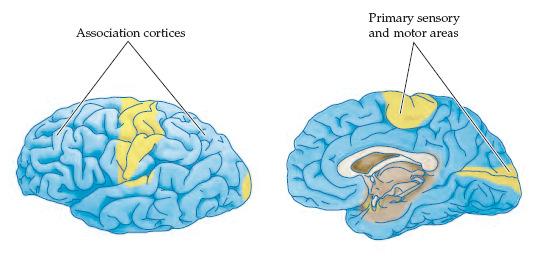 Areas de asociación Generalidades de las cortezas de asociación Representan la mayoría de la superficie cerebral. Son áreas de integración del alto orden.