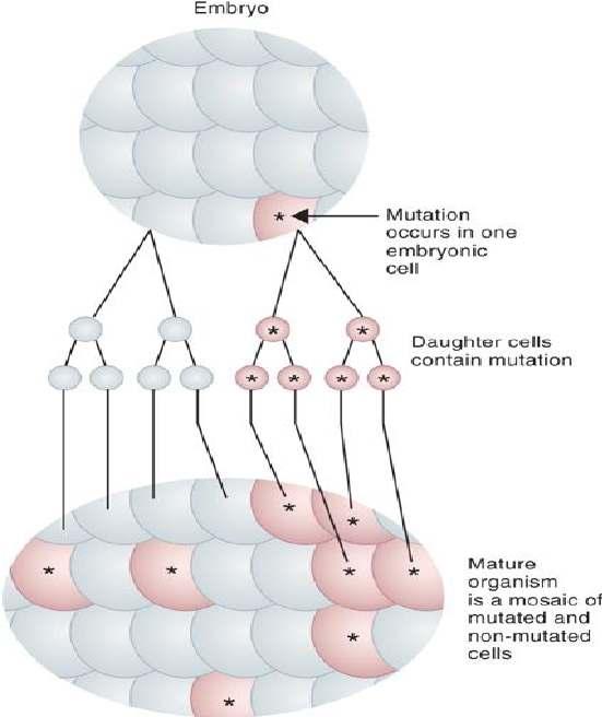 Mosaicismo de línea germinal Durante el desarrollo embrionario de uno de los progenitores puede producirse una mutación en una célula de la línea germinal, que originará un mosaicismo de línea