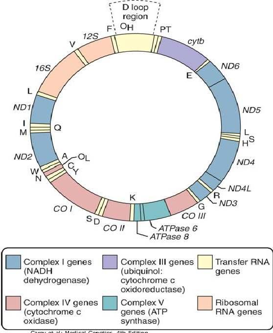 Genoma del ADN mitocondrial El ADN mitocondrial (ADNmit.