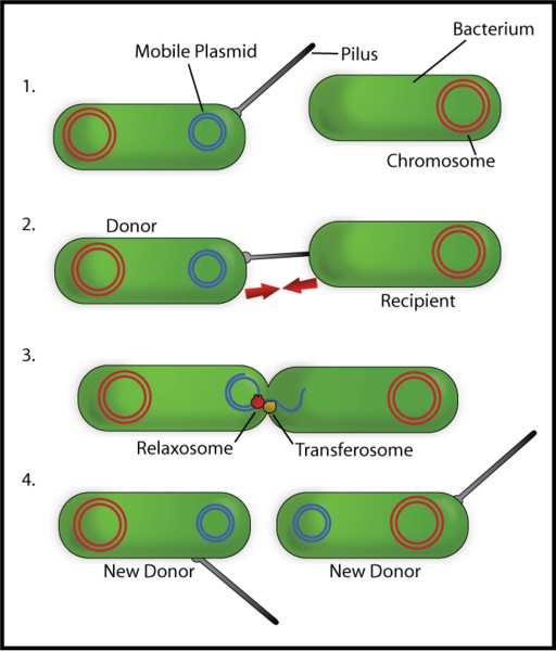 Slide 86 / 111 onjugación onjugation es la transferencia directa de material genético entre células procarióticas que están unidas temporalmente.