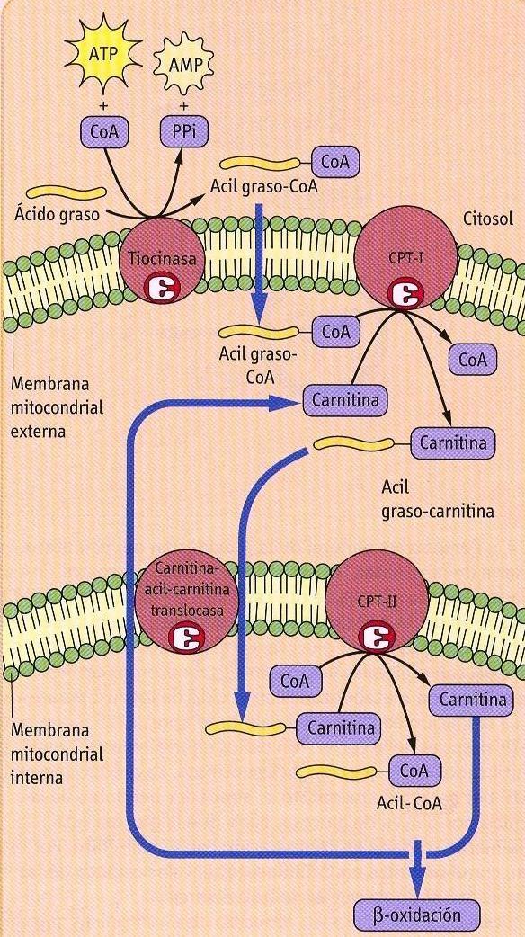 membrana mitocondrial.