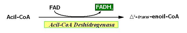 Beta oxidación: Reacción 1 O R CH 2 CH 2 C~S CoA O R CH==CH C~S CoA Primera deshidrogenación, dependiente de FAD.