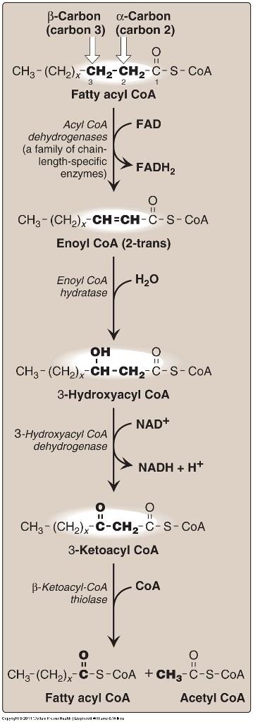 Oxidación de ácidos grasos: El trabajo secuencial de las enzimas permite que en cada vuelta la TIOLASA produzca una molécula de Acetil-CoA, la cual irá al Ciclo de Krebs mientras el acido graso (2