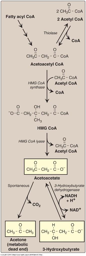 CETOGÉNESIS: En la célula hepática, cuando la cantidad de Ácidos grasos destinados a la beta-oxidación es excesivo, se modifica el orden de las reacciones: Fuente: Bioquímica 5ª. Ed.