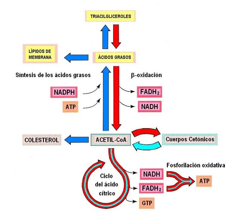 RESUMEN DEL METABOLISMO CATABÓLICO DE LOS LÍPIDOS A: el rojo muestra la forma de obtener energía a partir de los ácidos grasos. Más adelante se produce cetogénesis hepática.
