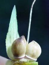 iguales Actinomorfa rotácea (con excepciones) Flor zigomorfa de Echium Ovario