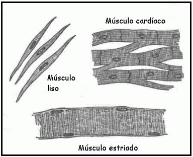 Figura 2. Diversos tipos de células musculares. Músculo esquelético Recibe tal nombre por su localización, ya que se encuentra unido al esqueleto.