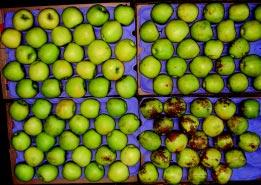 INFORME Avances en el control del escaldado superficial de manzanas Granny Smith Juan Pablo Zoffoli G. zoffolij@puc.