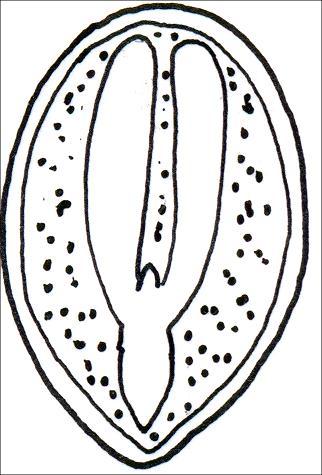 1. Las partes de la semilla son 2. Las partes del embrión son..3. Los tipos de semillas por el lugar de acumulación de las reservas son.