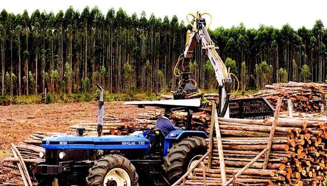 Explotación forestal Actividad económica agraria, que consiste en el aprovechamiento de los bosques.