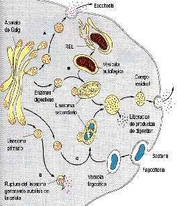 Aparato de Golgi presente en todas las células eucariontes excepto los glóbulos rojos y las células epidérmicas.
