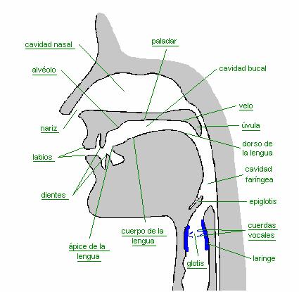 Entre la epiglotis y el velo del paladar se encuentra otra cavidad, la faringe, que puede modificar su forma y volumen; la boca es otra cavidad delimitada por la faringe y los labios; de igual forma