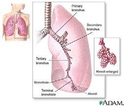 inflamatorias Proteasas Caída excesiva de la función pulmonar