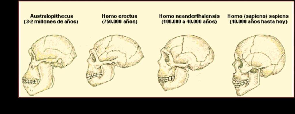 Homo Habilis: coexistiendo con el australopithecus apareció esta especie de homínidos que tenían un cerebro más grande, alrededor de 700 cm3.
