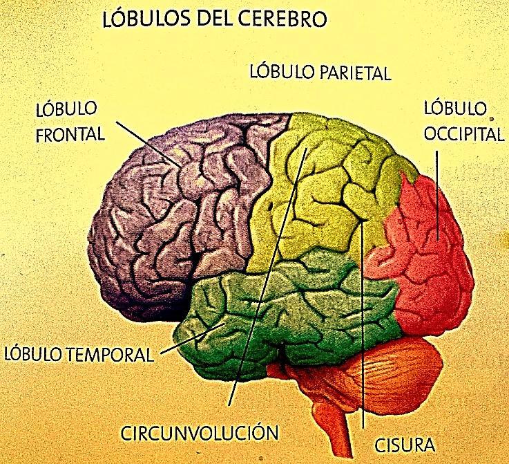 Lóbulos Cerebrales.