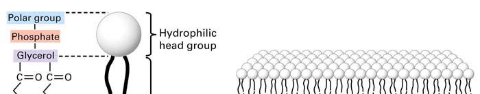 Los fosfolípidos forman bicapas
