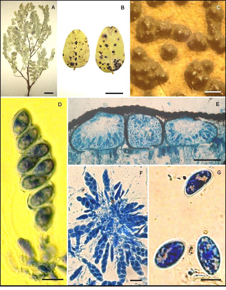 FIGURA 10. A-G Phyllachora. puncta subsp. dalbergiicola, en hojas de Dalbergia miscolobium (Fabaceae). A y B Hojas y foliolos con lesiones (A, barra = 5 cm; B, barra = 1 cm).