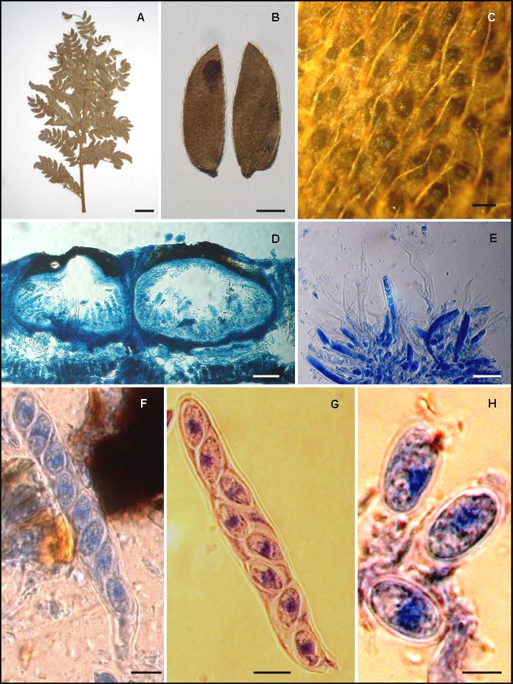 FIGURA 14. A-H Phyllachora diocleicola, en hojas de Mimosa micrantha (Fabaceae). A y B Foliolos con lesiones (A, barra = 30 mm; B, barra = 4 mm). C Detalle de áreas estromáticas (barra = 300 µm).