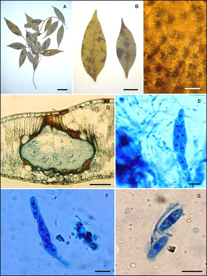 FIGURA 16. A-G Phyllachora spec. nov. No 6, en hojas de Ocotea silvetris (Lauraceae). A y B Foliolos con lesiones anfígenas (A, barra = 5 cm; B, barra = 2 cm).