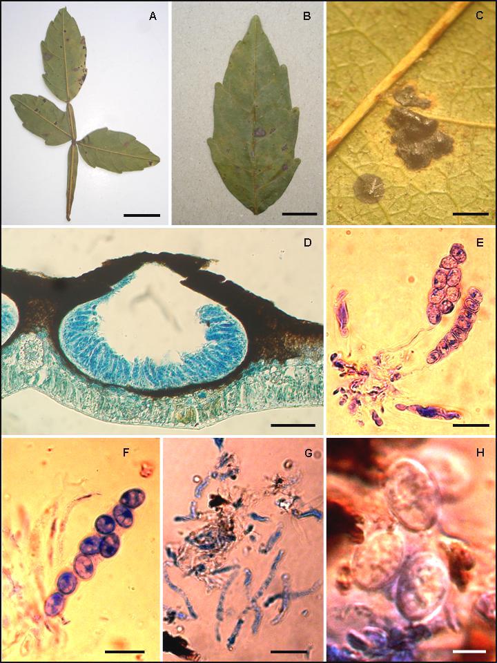 FIGURA 22. A-H Phyllachora spec. nov. No 12, en hojas de Serjania glutinosa (Sapindaceae). A y B Foliolos con lesiones anfigenas (A, barra = 2 cm; B, barra = 1 cm).