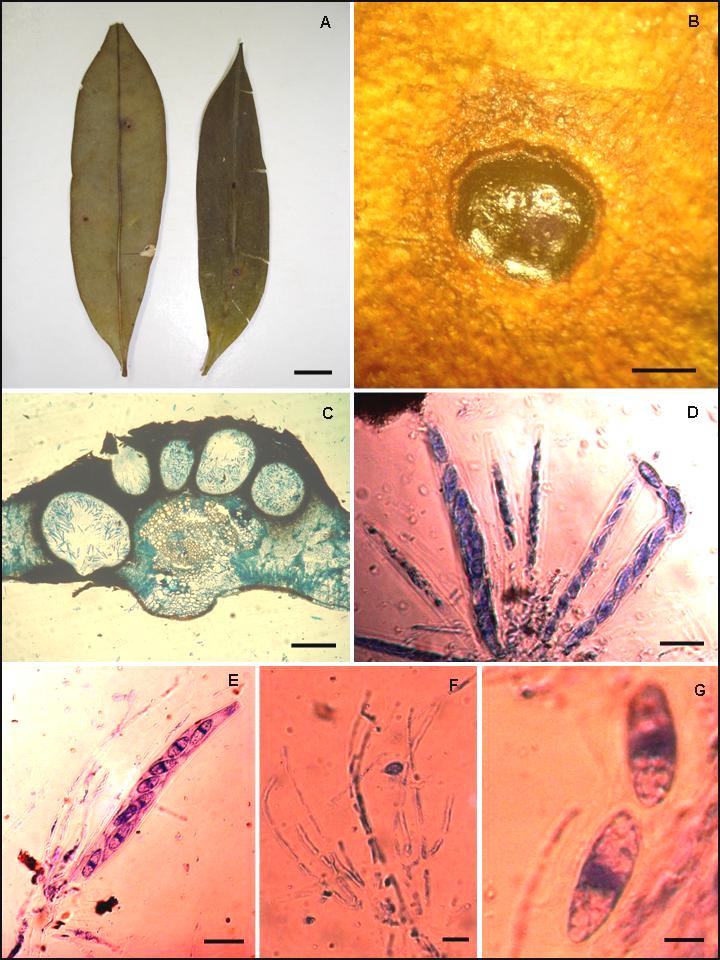 FIGURA 23. A-G Phyllachora spec. nov. No 13, en hojas de Simarouba versicolor (Simaroubaceae). A Foliolos con lesiones anfígenas (barra = 1 cm).