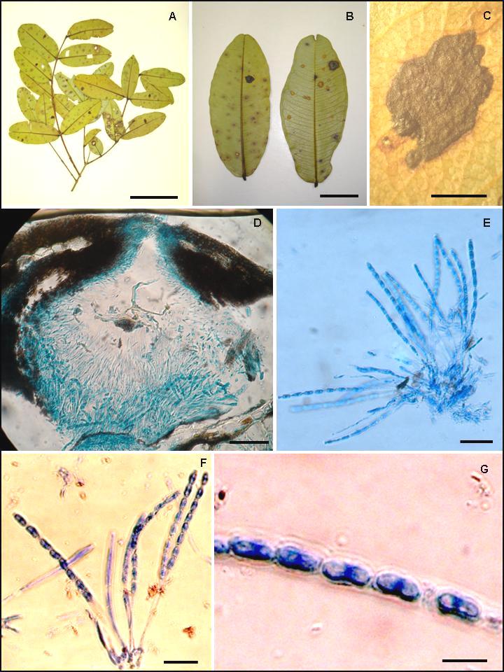 FIGURA 24. A-G Phyllachora qualeae, en hojas de Qualea multiflora (Vochysiaceae). A y B Foliolos con lesiones anfígenas (A, barra = 10 cm; B, barra = 2 cm).