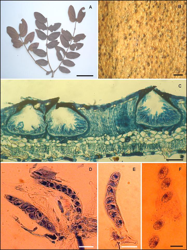 FIGURA 8. A-F Phyllachora diocleicola, en hojas de Chamaecrista sp. (Fabaceae). A Foliolos con lesiones (barra = 4 cm).