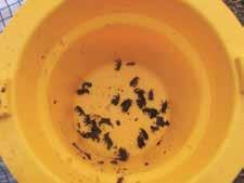 A Figuras 11: Trampas de feromonas. A; captura. B; parte inferior introducida en el suelo con el sobre de feromona (ScyllAgro). B hongos. Los adultos los usan como lugar de alimentación y refugio.
