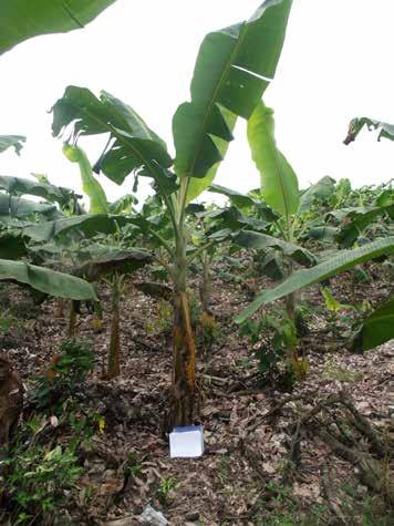 1. EL PICUDO NEGRO DEL PLÁTANO El plátano en Ecuador se ha constituido en un cultivo de creciente importancia socioeconómica, alcanzando en la actualidad el segundo lugar como exportador de esta